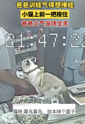 男子欲教训儿子手被猫咪按住 宠物缓和家庭情绪