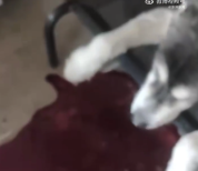 犬主称狗狗吃了狗粮后吐血身亡 商家否认狗粮存在质量问题