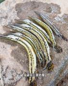 广州一河道发现多条鳄雀鳝 专家建议大规模捕捞清理