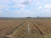 洪水退去横州茉莉花重新冒芽 产业链修复待时日