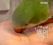 儿子尽孝送鹦鹉解闷致63岁父亲住院险致命 专家提醒免疫力低下人群慎养鸟