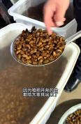 网友担忧过度捕捉“知了猴”破坏环境，专家：需考虑生态环境平衡 当地食用传统与生态平衡如何兼顾