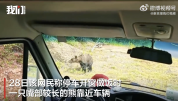 游客自驾途中做饭被熊扒车窗，事后深感后怕