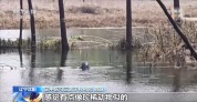 国家一级保护动物斑海豹现身乡村鱼塘