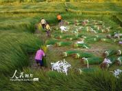 江西金溪：灯芯草特色产业赋能乡村振兴