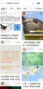 以为北京雨燕往南飞 结果是飞南非 万里迁徙震撼人心