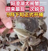阳澄湖大闸蟹进入最后蜕壳冲刺期 9月下旬正式开捕