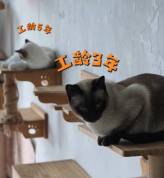 48个猫员工企业曾起草多个猫砂标准规范 猫咪体验官助力创新