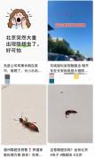 北方多地出现隐翅虫，遇到千万不能拍！
