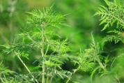 之前不过敏 今年突然过敏咋回事 秋季花粉高峰期来临