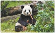 我国持续深化大熊猫保护研究国际合作 续写新篇章