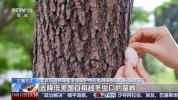 北京派出11亿头"虫虫特工队” 治理美国白蛾