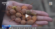 徒手捡银杏或可引发皮炎 银杏果千万别生吃