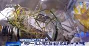 又一茬太空水稻种上了 探索微重力影响