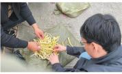 四川多县用硫磺熏笋出售 违规操作屡禁不止
