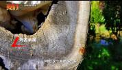 2死1伤！老人上山干活疑被黄蜂蜇伤 野生黄蜂引发悲剧