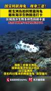 三亚蜈支洲岛海底惊现“熊猫兔” 海洋生态持续向好