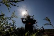 美众议员候选人被以色列军方拘留 采摘橄榄引发争端