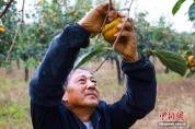 霜降红柿压枝头 藏尽霜华白菜甜 秋末丰收藏智慧