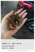 女子追尾后鲨鱼夹碎裂 医生提醒 警惕二次伤害