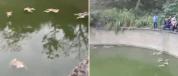 马山猴子溺亡水柜完成首轮消杀 增设逃生通道防悲剧重现