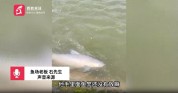 钓友钓58斤青鱼被拖入3米水中 惊险一幕引关注
