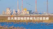 北大港湿地迎来候鸟迁徙高峰 超18万只候鸟聚集
