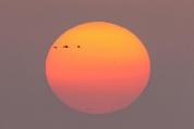 太震撼！“北冥有鱼”，竟然是真的 黄河口鸟浪奇观再现