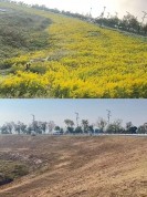 南京一公园现成片外来入侵物种“加拿大一枝黄花”，管理方称已全部处理到位
