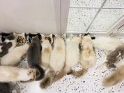 养猫后明白了辱追心理 理解猫咪的行为语言