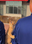 小猫误闯训练现场爬到消防员身上 网友：小家伙真会找安全感