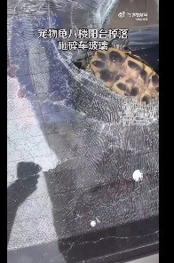 我的天！宠物龟从8楼掉落砸碎车玻璃