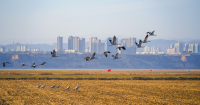 中중국,생태환경지속개선에철새들의휴식공간늘어