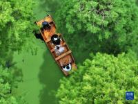 양주, '수상삼림'에서 청량함을 찾는다