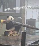 大熊猫吃笋整出了扛炮筒的架势 网友：都不知道从哪里下嘴