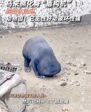 天津动物园马来熊挖穿水泥地板引热议，想越狱？