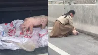 小猪被困岸边5天 女子发视频求助 爱心救援感动网友