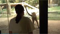 老虎撅屁股向游客呲尿 园方回应 仅为习惯，非报复行为