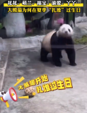 很多大熊猫都是七八月过生日 大熊猫为何扎堆七八月过生日