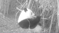多只野生大熊猫活动视频曝光！雪山竹林尽显憨态