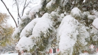 黑龙江漠河雪景美如画 暴雪来袭白雪皑皑