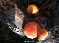 陕西发现全球新物种秦岭隐孔菌 珍稀药用真菌亮相