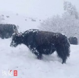 四川金川持续下雪致牦牛吃草困难 政府紧急援助牧民