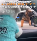 狗主人回应德牧等红绿灯突然跳车：很快弄上车了，没影响交通