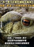 广东一男子吃蟾蜍中毒身亡 民间偏方不可信