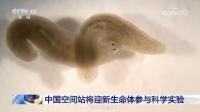 又一种生命体将来到中国空间站 涡虫参与实验