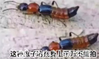 隐翅虫毒液可能导致失明！隐翅虫爬过眼睛男子角膜瞬间灼伤