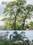 成都龙泉山网红树被砍成秃头 安全隐患引争议