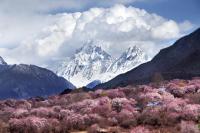 中國最難進(jìn)的縣城拖住了春天 隱秘蓮花終綻放