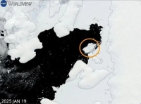 南極冰山斷裂后,，科學(xué)家發(fā)現(xiàn)一種極其罕見的“透明”生物